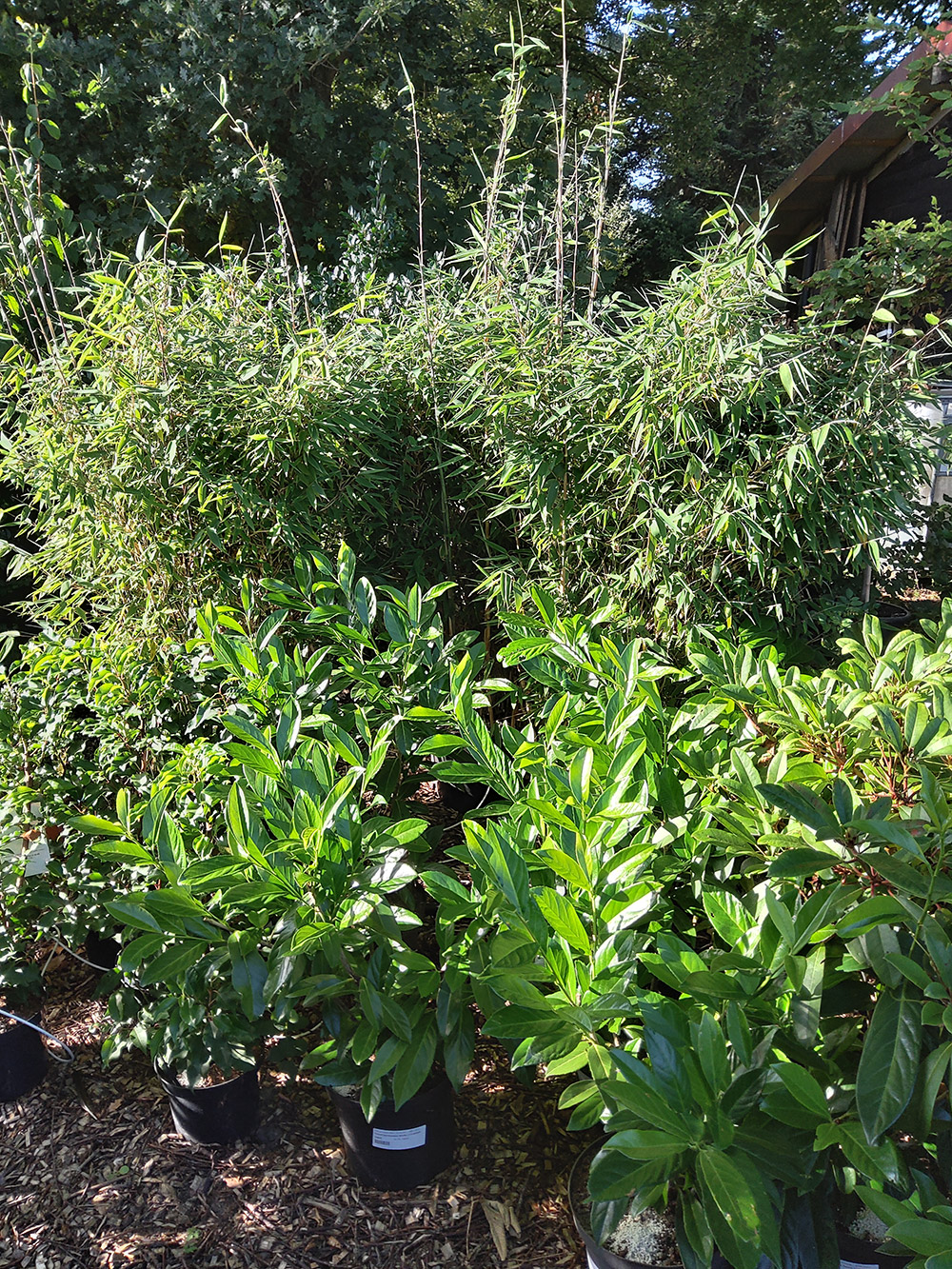 Kirschlorbeer, Lorbeer-Kirsche (Prunus Novita, Hesse c7,5 getopft) laurocerasus - Pflanzenhandel